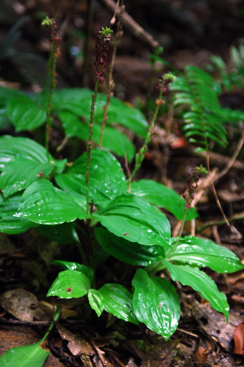 Crepidium purpureum (Lindl.) Szlach.